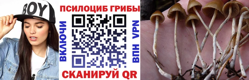 Купить  Луза  Галлюциногенные грибы Cubensis 